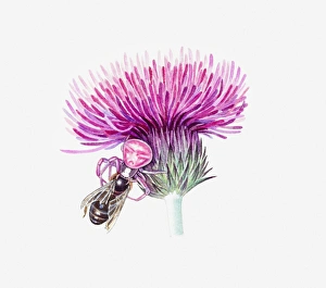 Illustration of pink Crab Spider on thistle attacking bee Illustration of pink Crab Spider on thistle attacking bee
