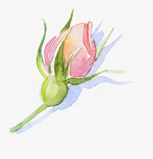 Illustration of pink rose bud, sepals and short stem Illustration of pink rose bud, sepals and short stem