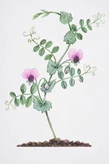 Illustration, Pisum sativum, Wild Pea, single stem with two pink flowers, heart-shaped stipules at base of leaf-stalks Illustration, Pisum sativum, Wild Pea, single stem with two pink flowers, heart-shaped stipules at base of leaf-stalks