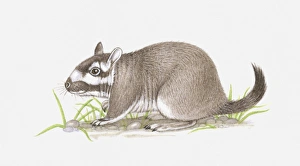 Illustration of Plains Viscacha (Lagostomus maximus) Illustration of Plains Viscacha (Lagostomus maximus)