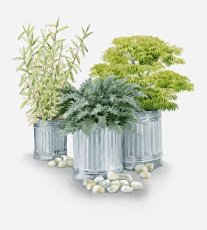 Illustration of plants grown in metal containers, Pleioblastus auricomus (Bamboo) Illustration of plants grown in metal containers, Pleioblastus auricomus (Bamboo)