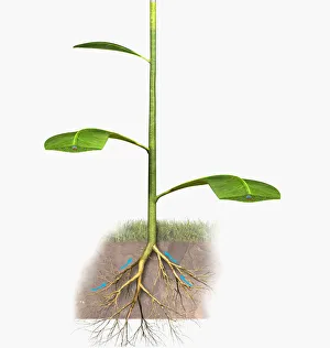 Illustration of a plants roots absorbing water Illustration of a plants roots absorbing water