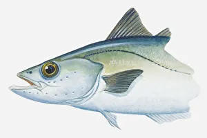 Illustration of Pollack (Pollachius) fish Illustration of Pollack (Pollachius) fish