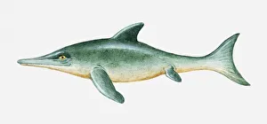 Illustration of prehistoric Ichthyosaur reptile Illustration of prehistoric Ichthyosaur reptile