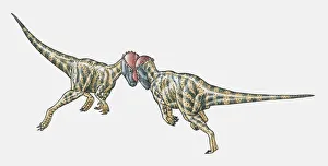 Illustration of Prenocephale dinosaurs confronting head-on Illustration of Prenocephale dinosaurs confronting head-on