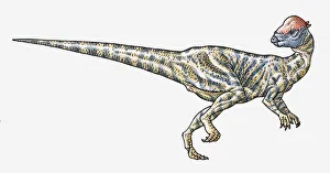 Illustration of Prenocephale pachycephalosaurid dinosaur Illustration of Prenocephale pachycephalosaurid dinosaur