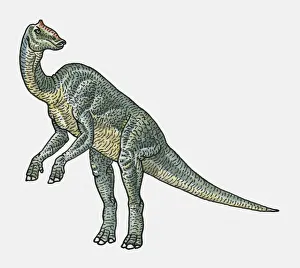 Illustration of Prosaurolophus hadrosaurid dinosaur Illustration of Prosaurolophus hadrosaurid dinosaur