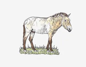 Illustration of Przewalskis Horse (Equus ferus przewalskii) standing on grass Illustration of Przewalskis Horse (Equus ferus przewalskii) standing on grass