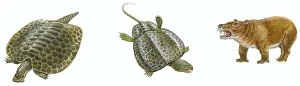 Illustration of Psephoderma, with green, camouflaged shell and long tail, Henodus, with wide, flat head, green shell Illustration of Psephoderma, with green, camouflaged shell and long tail, Henodus, with wide, flat head, green shell