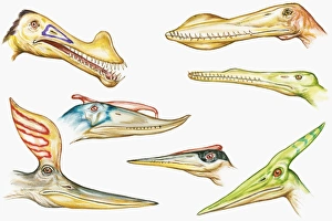 Illustration of Pterodactyloid heads showing sharp teeth and crests on top of heads and snouts Illustration of Pterodactyloid heads showing sharp teeth and crests on top of heads and snouts