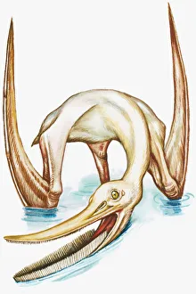 Illustration of Pterodaustro, with narrow, bristle-like teeth on lower mandible, and large wings Illustration of Pterodaustro, with narrow, bristle-like teeth on lower mandible, and large wings