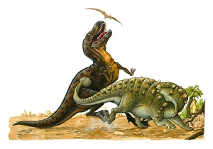 Illustration of Pterosaur flying above Tyrannosaurus Rex as it looks up with open mouth as Euoplocephalus hits body of Illustration of Pterosaur flying above Tyrannosaurus Rex as it looks up with open mouth as Euoplocephalus hits body of