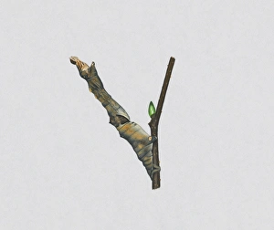 Illustration of Purple Thorn (Selenia tetralunaria) camouflaged on caterpillar on stem Illustration of Purple Thorn (Selenia tetralunaria) camouflaged on caterpillar on stem