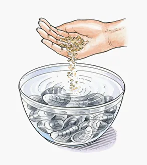 Illustration of putting oatmeal in bowl of cold water with live mussels to expel dirt as Illustration of putting oatmeal in bowl of cold water with live mussels to expel dirt as