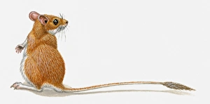 Illustration of Pygmy Gerbil (Gerbillus henleyi) standing on hind legs, head in profile Illustration of Pygmy Gerbil (Gerbillus henleyi) standing on hind legs, head in profile