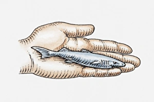 Illustration of Pygmy Lanternshark (Etmopterus fusus) in palm of hand Illustration of Pygmy Lanternshark (Etmopterus fusus) in palm of hand