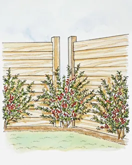 Illustration of Pyracantha shrubs planted along a fence, one covering gap in fence Illustration of Pyracantha shrubs planted along a fence, one covering gap in fence