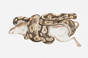Related Images Gallery: Illustration of a python wrapping itself around a rodent