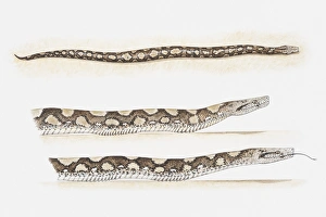 Related Images Gallery: Illustration of pythons moving by creeping along
