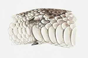 Related Images Gallery: Illustration of a pythons spurs, close-up