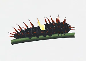 Illustration of Queen Alexandras Birdwing (Ornithoptera alexandrae) caterpillar on green stem Illustration of Queen Alexandras Birdwing (Ornithoptera alexandrae) caterpillar on green stem
