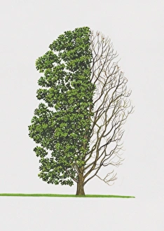 Illustration of Quercus pontica (Armenian Oak) tree with green leaves and bare branches Illustration of Quercus pontica (Armenian Oak) tree with green leaves and bare branches