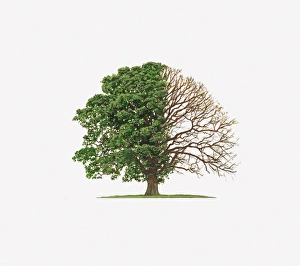 Illustration of Quercus Robur (English Oak) showing shape of tree with and without leaves Illustration of Quercus Robur (English Oak) showing shape of tree with and without leaves