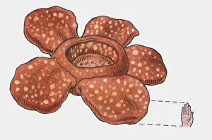 Illustration of Rafflesia arnoldii flower compared to size of human hand Illustration of Rafflesia arnoldii flower compared to size of human hand
