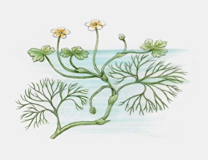 Illustration of Ranunculus peltatus (Pond Water-crowfoot), with yellow and white flowers and floatin Illustration of Ranunculus peltatus (Pond Water-crowfoot), with yellow and white flowers and floatin