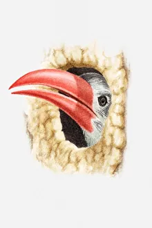 Illustration of a Red-billed hornbill (Tockus erythrorhynchus) peeking out of tree hole Illustration of a Red-billed hornbill (Tockus erythrorhynchus) peeking out of tree hole