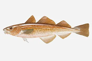Illustration of Red Cod (Pseudophycis) fish Illustration of Red Cod (Pseudophycis) fish