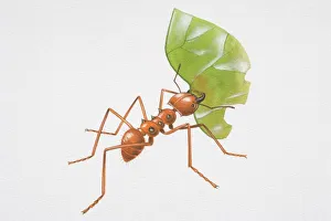 Illustration, red Leafcutter Ant (Atta sp.) carrying partially eaten leaf in its mouth Illustration, red Leafcutter Ant (Atta sp.) carrying partially eaten leaf in its mouth