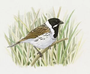Images Dated 10th December 2008: Illustration of a Reed Bunting (Emberiza schoeniclus) perching on thin reed