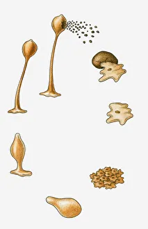 Illustration of reproduction cycle of slime mould (protist) Illustration of reproduction cycle of slime mould (protist)