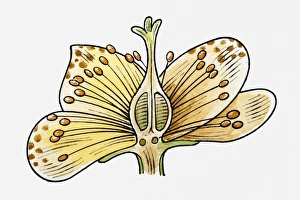 Illustration of reproductive structure of a flower Illustration of reproductive structure of a flower