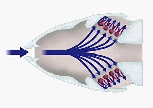 Illustration of respiratory system of a fish with gill filaments (lamellae) highlighted in red Illustration of respiratory system of a fish with gill filaments (lamellae) highlighted in red