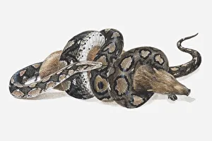 Illustration of a Reticulated python (Python reticulatus) coiled around a wild pig Illustration of a Reticulated python (Python reticulatus) coiled around a wild pig