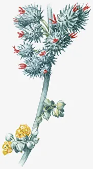 Illustration of Ricinus communis (Castor Oil Plant), with red and yellow flowers and green leaves Illustration of Ricinus communis (Castor Oil Plant), with red and yellow flowers and green leaves