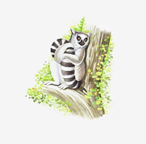 Illustration of Ring-tailed Lemur (Lemur catta) holding tail as it sits on branch of tree Illustration of Ring-tailed Lemur (Lemur catta) holding tail as it sits on branch of tree