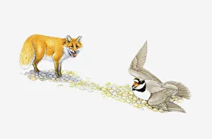 Illustration of Ringed Plover flapping wings to protect eggs as Red Fox stands nearby Illustration of Ringed Plover flapping wings to protect eggs as Red Fox stands nearby