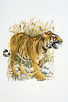 Illustration of roaring Tiger (Panthera tigris) in reeds Illustration of roaring Tiger (Panthera tigris) in reeds