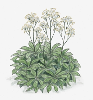 Illustration of Rodgersia with clusters of white flowers on long stems with leave at base Illustration of Rodgersia with clusters of white flowers on long stems with leave at base