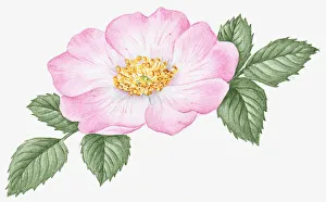 Illustration of Rosa acicularis (Wild Rose), with pale pink flower, yellow stamen and green leaves Illustration of Rosa acicularis (Wild Rose), with pale pink flower, yellow stamen and green leaves