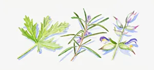 Illustration of rosemary and clary sage leaves and flowers on stem Illustration of rosemary and clary sage leaves and flowers on stem
