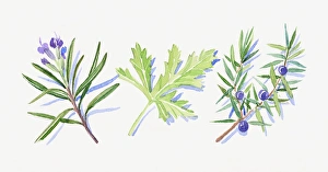 Illustration of rosemary flowers and leaves, Juniper flowers, leaves and berries Illustration of rosemary flowers and leaves, Juniper flowers, leaves and berries