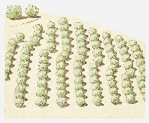 Illustration of rows of trees near San Andreas fault line that have moved sideways Illustration of rows of trees near San Andreas fault line that have moved sideways