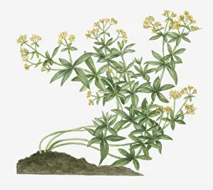 Illustration of Rubia tinctorum (Common Madder, Dyer's Madder) bearing yellow flowers on long curving prickly stems Illustration of Rubia tinctorum (Common Madder, Dyer's Madder) bearing yellow flowers on long curving prickly stems