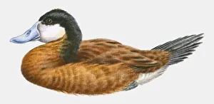 Illustration of a Ruddy duck (Oxyura jamaicensis), side view Illustration of a Ruddy duck (Oxyura jamaicensis), side view