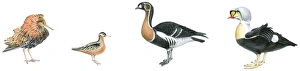 Illustration of Ruff (Philomachus pugnax), Red Phalarope (Phalaropus fulicarius) Illustration of Ruff (Philomachus pugnax), Red Phalarope (Phalaropus fulicarius)