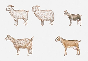 Illustration of Saanen, Angora, African Pygmy, Anglo-Nubian and Toggenburg goats Illustration of Saanen, Angora, African Pygmy, Anglo-Nubian and Toggenburg goats